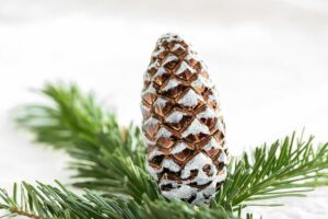 How To Draw A Pinecone An Easy Step-by-step Guide