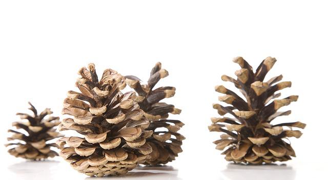 How To Draw A Pinecone An Easy Step-by-step Guide