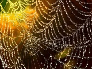 How To Draw A Spider Web Here Are Easy Ways