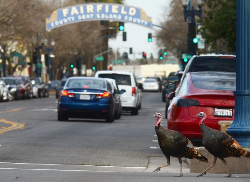 Why Did The Turkey Cross The Road A Thanksgiving Joke