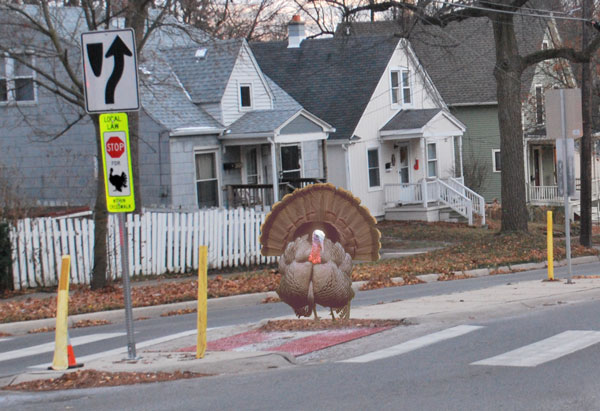 Why Did The Turkey Cross The Road A Thanksgiving Joke