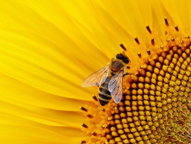 Why Do Bees Have Sticky Hair Answer Will Surprise You