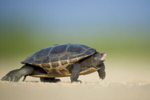 How to Prevent Turtling All You Want to Know